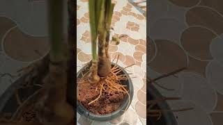 Ismene plant nature viral garden shorts succulents food gardening growth ytshorts [upl. by Ezeerb720]