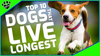 Top 10 Dog Breeds That Live the Longest  Dogs 101 [upl. by Ruhtracm]