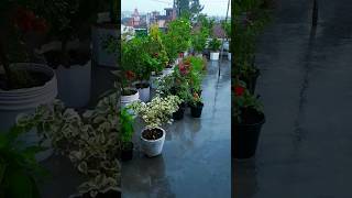 terrace garden 55  rainy day  gardening garden terracegarden flowers [upl. by Nylatsirhc]