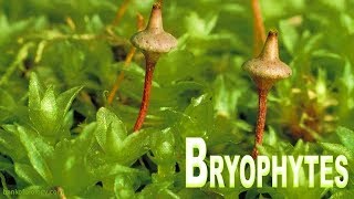 Plant kingdom part 3  Bryophyta Mosses and Liverworts [upl. by Thgiwd]