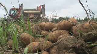 Harvest break allows students to help Aroostook County farms But what does its future look like [upl. by Annairoc]