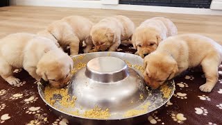 Puppies Have Their First Meal Ever [upl. by Jahdiel]