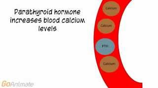 Anatomy and Physiology Endocrine System Calcitonin and PTH v20 [upl. by Oemac422]