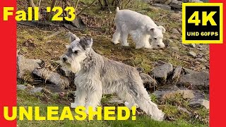 UNLEASHED 🍁 Fall ‘23  Miniature Schnauzer Brothers [upl. by Leicam518]