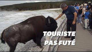 Les bisons de Yellowstone ne veulent pas des caresses des touristes [upl. by Assenay]