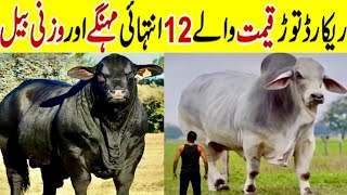 biggest bull in pakistan  qurbani ke janwar  qurbani ke janwar 2024  qurbani 2024 [upl. by Maro]