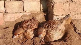 pheasant bird pair playing evening timetiter playing [upl. by Sinnej]