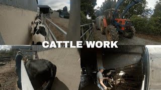 CATTLE WORK  Dosing for Worm and Flies [upl. by Eibob]