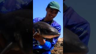 Great REEF SHARK catch 😁🪝 subscribe [upl. by Mannes360]