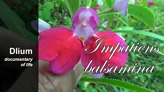 Garden balsam Impatiens balsamina [upl. by Esiuol136]