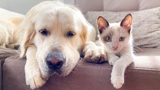 How a Golden Retriever and a Kitten Became Best Friends Compilation [upl. by Hajar731]