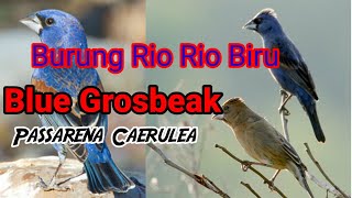 Blue grosbeak  Burung Rio Rio biru [upl. by Ryhpez]