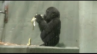 ゴリラの赤ちゃん 名前はアニー １才３ヶ月のメス  東山動物園 [upl. by Proulx]