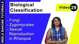 Biological Classification  NEET  Fungi  Zygomycetes  Sexual Reproduction in Rhizopus  Dr Neela [upl. by Namie]