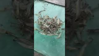 Amazing Crayfish Catching Skills fishing fishcuttinfitaly shorts [upl. by Pinelli]