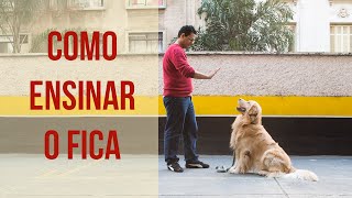 Como ensinar o cachorro a ficar  Dicas de Adestramento [upl. by Dennard82]