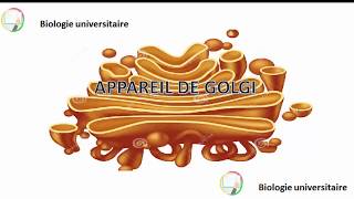 جدييد Appareil de Golgi intro [upl. by Sixla]