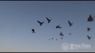 Hunting Canada Goose  Xtreme Flyways [upl. by Kress]