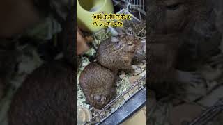 【Degu】取り合いしながらもカジカジして、かわいすぎる！ かじり木 なかよし ＃取り合い [upl. by Enirol612]