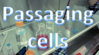 Cell culture techniques 3  Passaging cells [upl. by Enirrok]