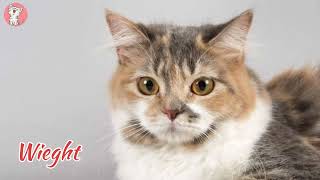 Cymric Cat 101  Breed amp Personality  Cute amp Spunky Cats [upl. by Haroppizt]