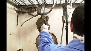 Behind the scenes at a primate lab 5 October 2020 [upl. by Saltsman834]