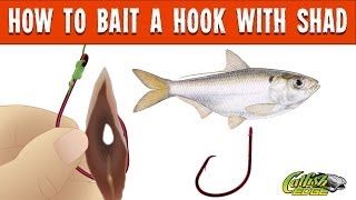 How To Bait A Hook With Shad For Catfishing [upl. by Weasner579]