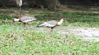 Buffnecked Ibis grazing and gular fluttering [upl. by Zehcnas307]