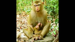 Congratulation to Monkey Luna gave Birth to a cute baby [upl. by Oderf]