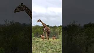 Giraffe vs lion animals wildlife youtubeshorts wildlifebattle [upl. by Inod]