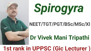 Spirogyra structure and life cycle [upl. by Dnomal]