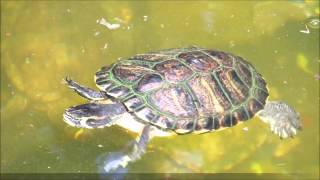 Wasserschildkröten Tierheim Süderstraße  Hamburger Tierschutzverein v1841 eV [upl. by Tiertza]