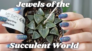 Haworthia Collection Video  8 Haworthia Hybrids  Window Haworthia Care Tips [upl. by Teiluj]