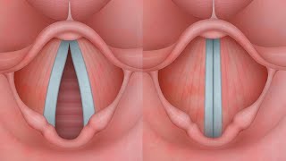 ¿Sabes cómo funcionan tus cuerdas vocales [upl. by Sairu876]
