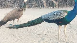 Peacock and Peahen Enjoying Together peacock [upl. by Sluiter507]