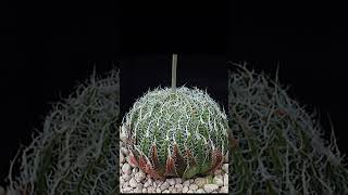 Haworthia Arachnoidea Setata suculentas [upl. by Lalat]