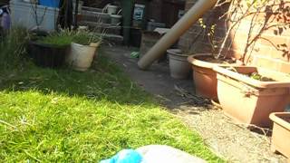 Enrichment Activities for Rabbits PT4 Veggies [upl. by Nutsud]