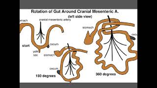 Digestive System Development I Foregut Midgut Hindgut Derivatives [upl. by Ojiram]