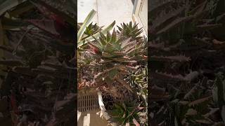 Aloe brevifolia MillАлоэ коротколистноеshorts [upl. by Yemac]