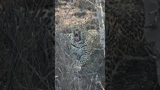 Tlalamba female Leopard November 2019 feeding on Duiker kill [upl. by Bamford]