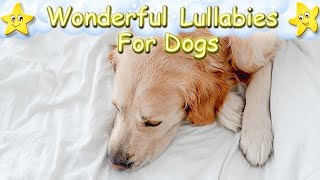 Dog Music Sleep Music For Puppies ♫ Wonderful Lullaby Relax Your Golden Retriever ♥ [upl. by Spalding374]