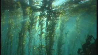 Dive the Giant Kelp Forest Tasmania Australia [upl. by Airrat50]