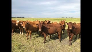 McRae Land and Livestock 1000 Heifers [upl. by Lahcear]