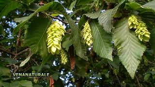 Carpino nero Ostrya carpinifolia [upl. by Schnell]