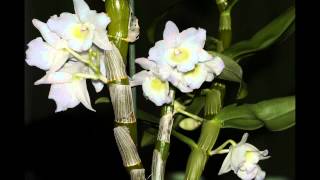 Lorchidée Dendrobium nobile Timelapse [upl. by Edialeda]