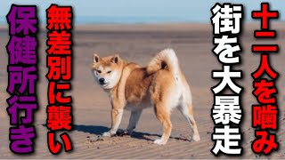 【四国犬脱走事件】子供12人を噛み倒しながら街を大暴走して保健所に送られた犬がヤバい [upl. by Maise859]