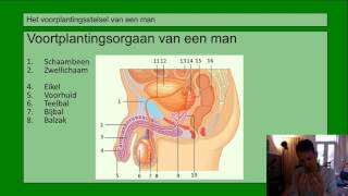 VMBO HAVO 2  Voortplanting  Basisstof 2 Het voortplantingsstelsel van de man [upl. by Petromilli459]