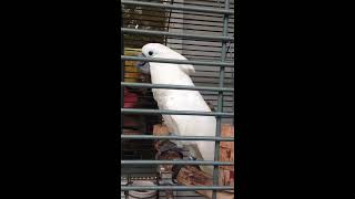 Cacatoès blanc qui danse et parle  Perroquet blanc rigolo à Key West en Floride HD [upl. by Crystal]