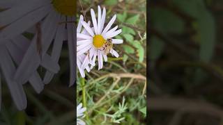 신기한 생물😆벌 코스프레 Eristalis tenax 꼬리별꽃등에 [upl. by Urana]