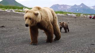 Reactions to CLOSE BROWN BEAR encounter [upl. by Laikeze653]